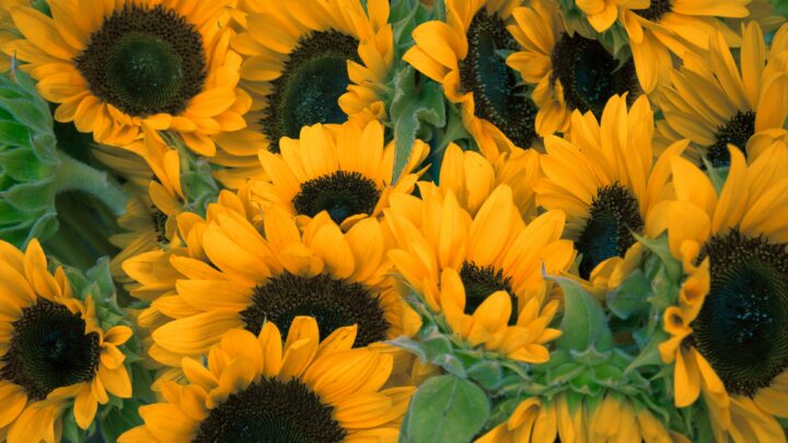 Forår i haven: Tips og tricks til udplantning samt de bedste blomster til sæsonen